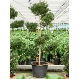 Podocarpus Macrophyllus multibol | Korting