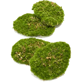 Moss Plate - kunst plantenwand | Goed beoordeeld