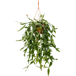 Direct van de fabrikant - Rhipsalis elliptica
