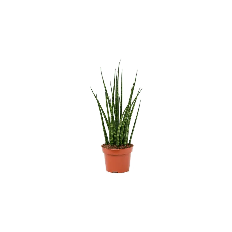 Sansevieria Fernwood - Nieuw in de shop