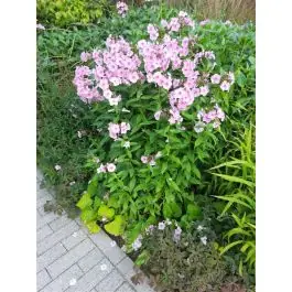 Phlox Bright Eyes - Nieuw binnengekomen