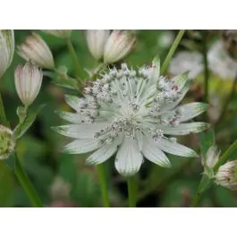 Zeer goed beoordeeld | Astrantia Shaggy