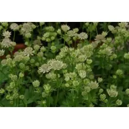 Nieuw in de shop | Astrantia Florence
