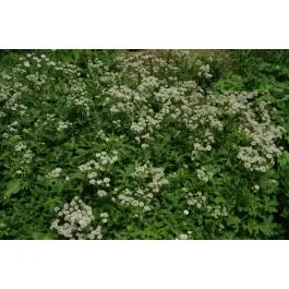 Astrantia Alba - Koopje