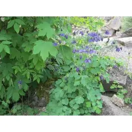 Aanbieding loopt bijna af - Aquilegia vulgaris