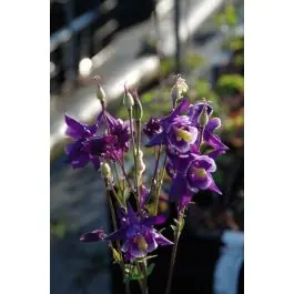 Aquilegia Biedermeier - Tijdelijk aanbod
