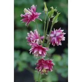 Alleen vandaag - Aquilegia Nora Barlow