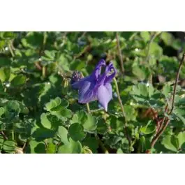Premium | Aquilegia Ministar