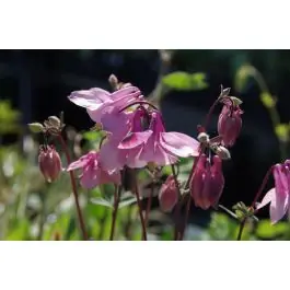 Aquilegia Heidi - Superprijs
