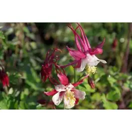 Aquilegia Crimson Star - Premiumkwaliteit
