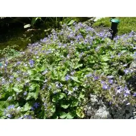 Campanula poscharskyana - Populair bij klanten