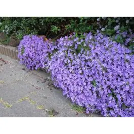 Campanula portenschlagiana | Laatste kans