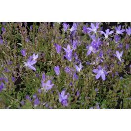 Topprijs - Campanula Stella