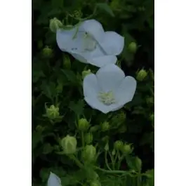 Extra voordeel | Campanula Weisse Clips