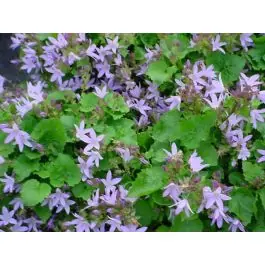 Deal - Campanula Lisduggan Variety