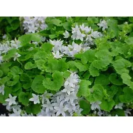 Aanbieding - Campanula E.H. Frost