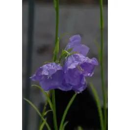 Campanula Coerulea - Veilige betaling