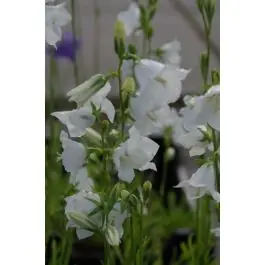 Campanula Alba | Topdeal