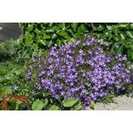 Nieuw product - Campanula garganica