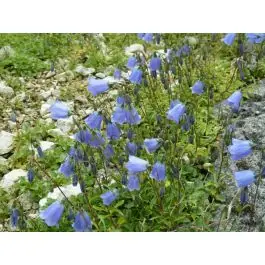 Campanula cochleariifolia - Direct beschikbaar