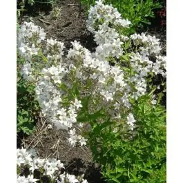 Campanula lactiflora Alba - Bespaar nu