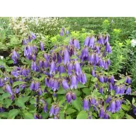 Campanula Sarastro - Bestseller