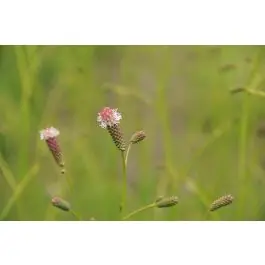 Sanguisorba Pink Tanna - Nieuw product