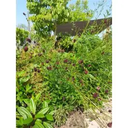 Sanguisorba Tanna | Expreslevering