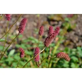 Sanguisorba menziesii | Deal