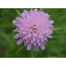 Populair bij klanten | Knautia arvensis