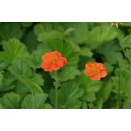 Bestel nu - Geum Borisii