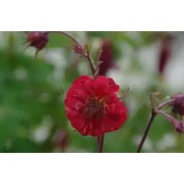 Topproduct - Geum Flames of Passion