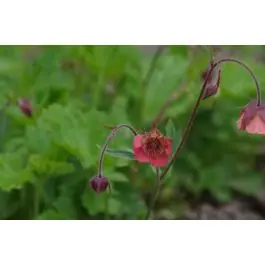 Geum Leonard‘s Variety - Online bestelbaar