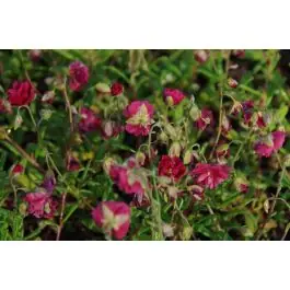 Helianthemum Cerise Queen - Bestel vandaag