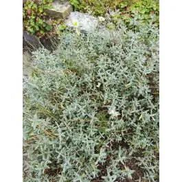 Aanrader | Helianthemum The Bride