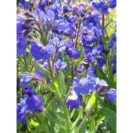 Voordelig - Anchusa Loddon Royalist