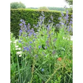 Vanaf nu beschikbaar - Anchusa Dropmore