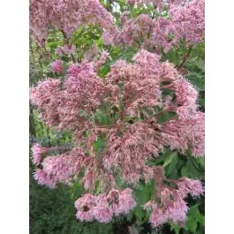 Profiteer nu - Eupatorium Atropurpureum