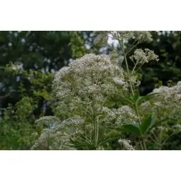 Speciale deal | Eupatorium Album
