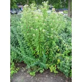 Premium - Eupatorium cannabinum