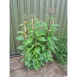 Nieuw binnengekomen - Eupatorium purpureum