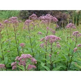 Beperkte voorraad - Eupatorium Purple Bush