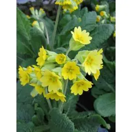 Primula veris | Voorraad bijna op