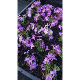 Net toegevoegd | Primula Wanda