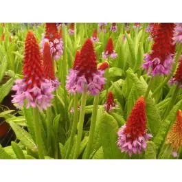 Primula vialii - Prijsverlaging