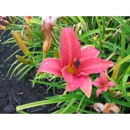 Hemerocallis Pink Damask | Topproduct