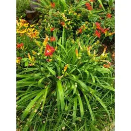 Hemerocallis Sammy Russell | Dagdeal