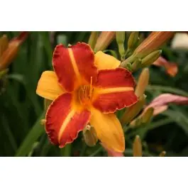 Tijdelijke aanbieding | Hemerocallis Frans Hals