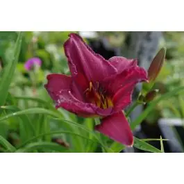 Hemerocallis Summer Wine | Vanaf nu beschikbaar