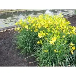Direct bestellen | Hemerocallis lilioasphodelus